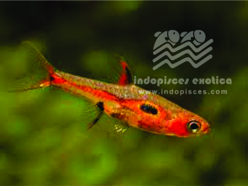 Rasbora Merah